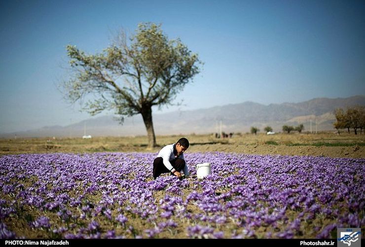 خریداری ۱۵ تن زعفران به شکل حمایتی در تایباد