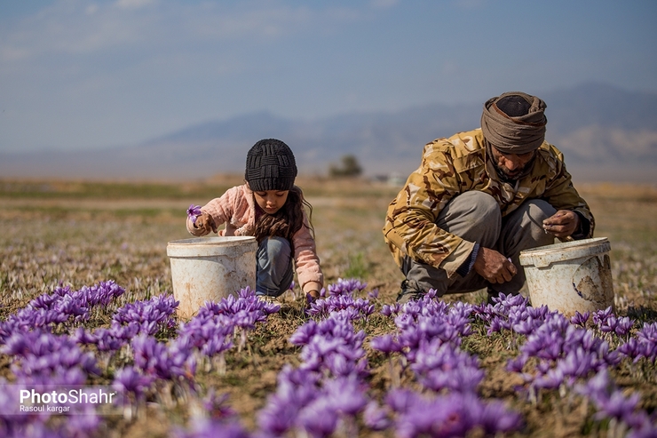 خریداری ۹۰۰ کیلو زعفران از کشاورزان غرب خراسان رضوی