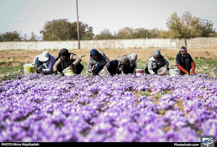 تا پایان اردیبهشت، مطالبات زعفران‌کاران خراسان رضوی پرداخت می‌شود