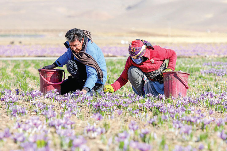 دولت «خرید حمایتی زعفران» را با یک‌پنجم مقدار سال ۱۳۹۸ پایان داد