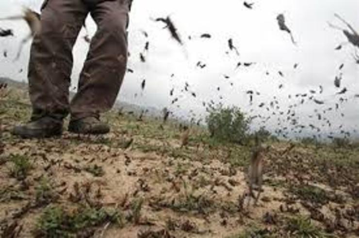 سیستان و بلوچستان بالاترین سطح مبارزه با آفت ملخ صحرایی