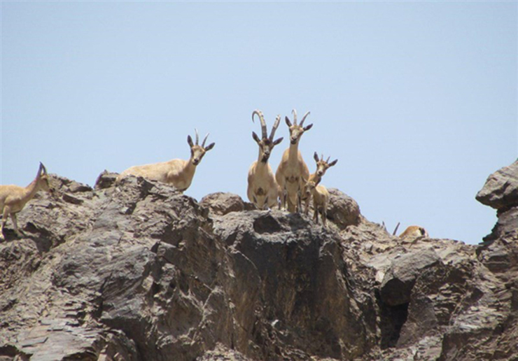 احتمال ابتلای حیات وحش به طاعون نشخوارکنندگان کوچک