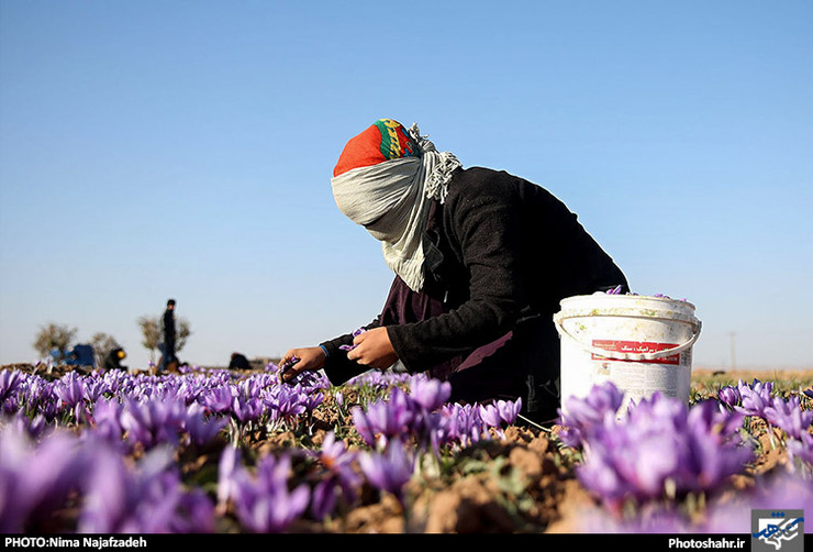 جای خالی صنایع تبدیلی در بزرگ‌‌‌‌‌‌ ترین استان صادرکننده زعفران