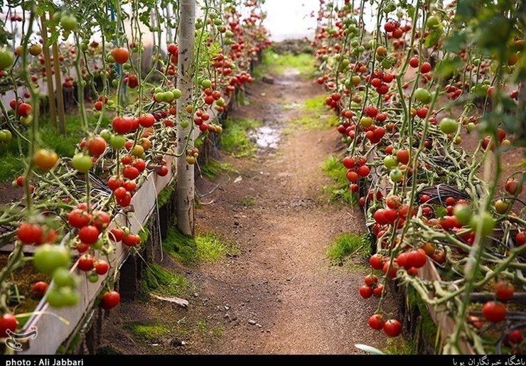 احداث گلخانه کوچک مقیاس راه حل برون رفت از بحران خشکسالی