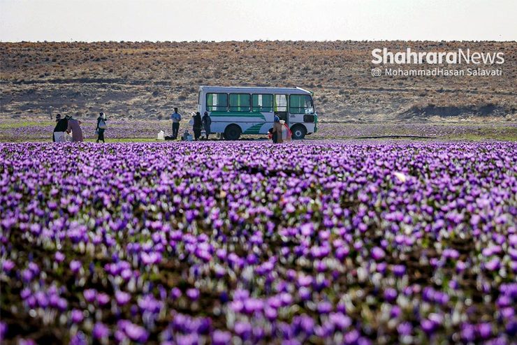 روایتی از یک ‌روز زندگی زعفران‌کاران که این روزها طلای سرخشان خریدار ندارد