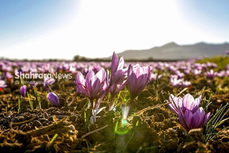 حضور چراغ‌خاموش دلال‌های خارجی در کشتزار‌های زعفران خراسان رضوی