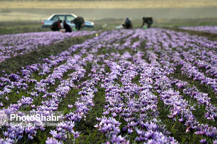 در واکنش به صحبت‌های وزیر کشاورزی برزیل و تمجیدش از زعفران ایرانی