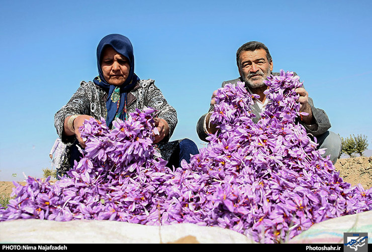 بی انگیزگی زعفران‌کاران احتمال کاهش تولید در سال جاری را به دنبال دارد