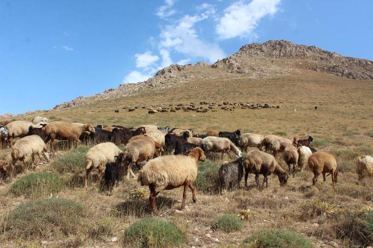 خشکسالی و تاثیر آن در افزایش کشتار دام مولد