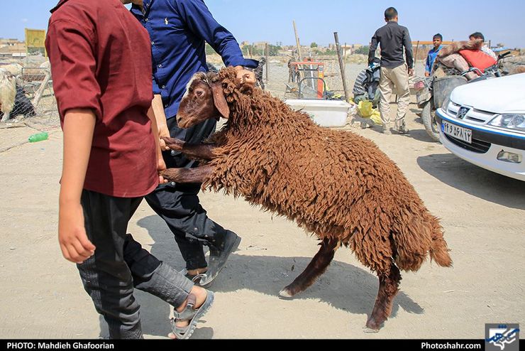 ۵۰‌درصد بیماری‌های عفونی در انسان ریشه دامی دارد | لزوم فرهنگ‌سازی ذبح دام در کشتارگاه‌های مجاز