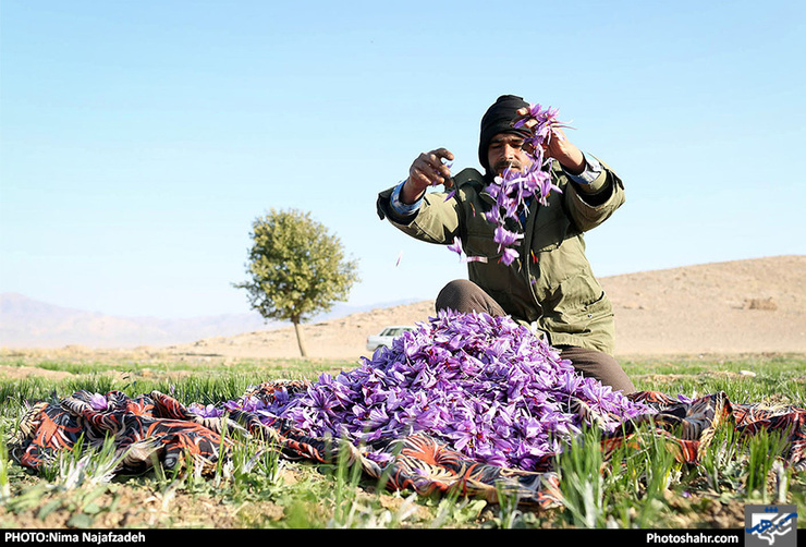 زعفران ایران از هنگ کنگ به چین می رود