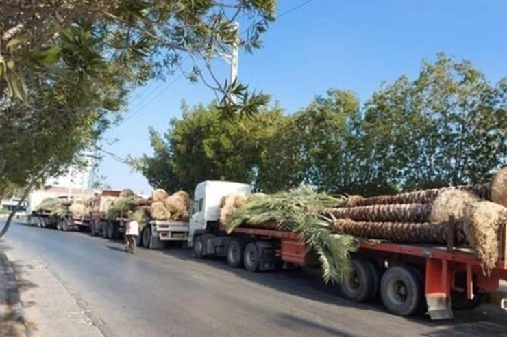 نخل های صادراتی ایران، نرفته برگشت خوردند!