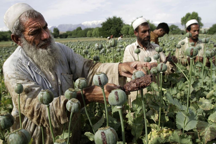 اعلام آمادگی ایران برای کشت جایگزین خشخاش در افغانستان