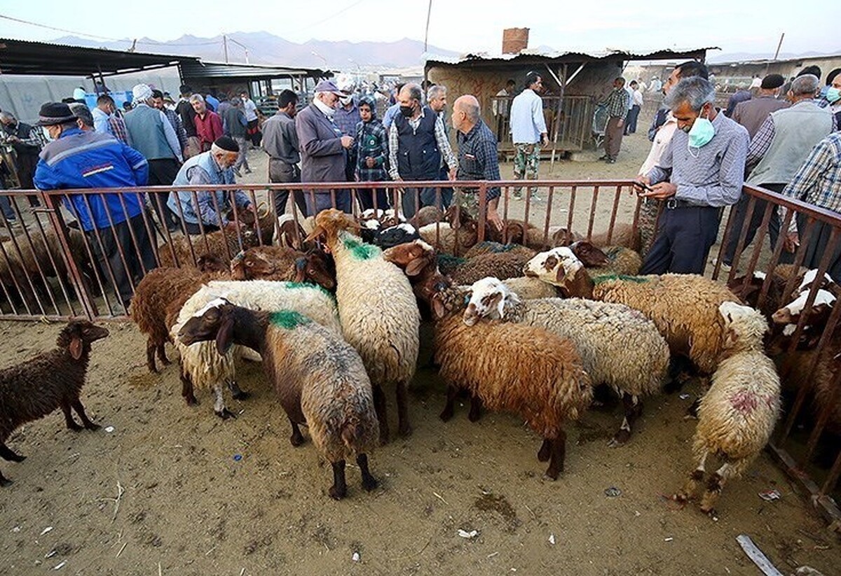 مذاکره ایران با عراق برای صادرات دام زنده