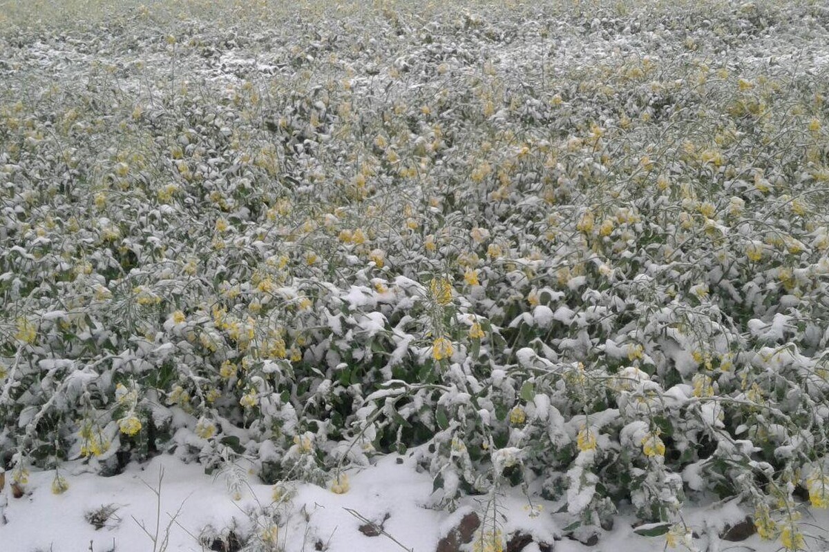 خسارت هشت هزار و ۲۵۰ میلیارد تومانی به کشاورزی خراسان رضوی براثر سرمای دی ماه ۱۴۰۱