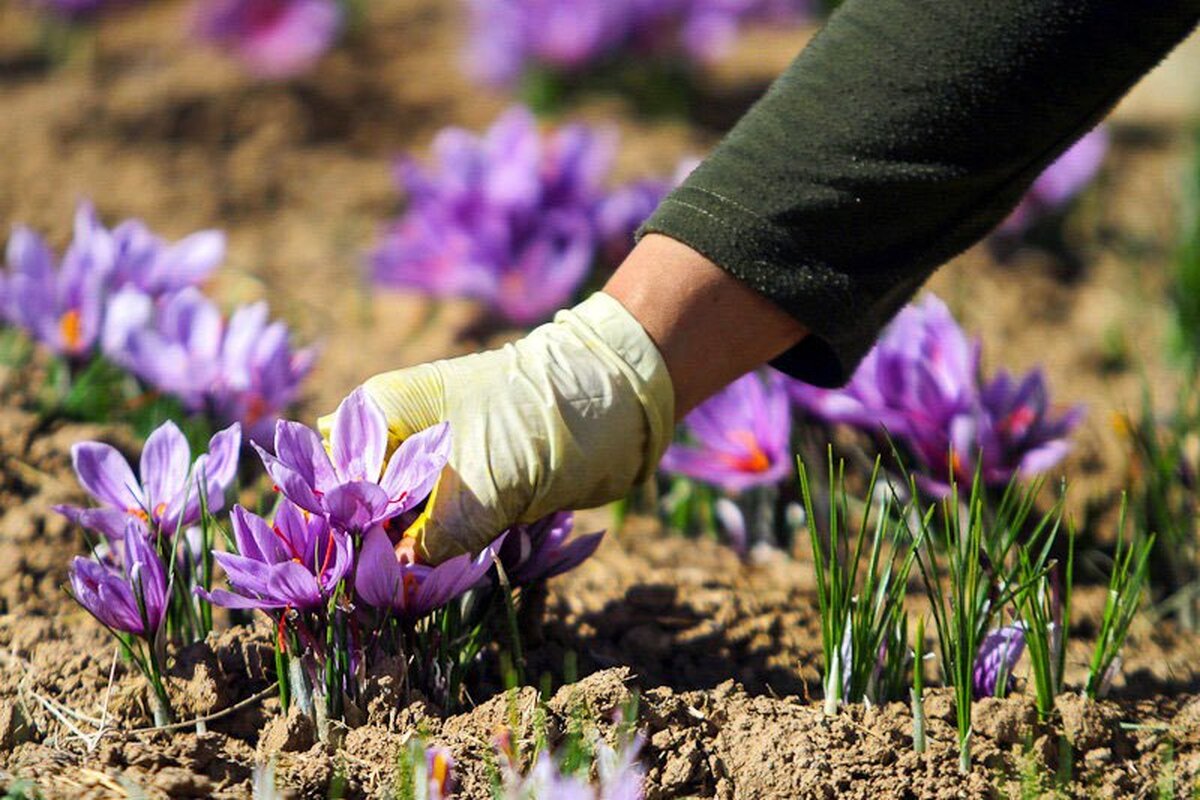 آقای رئیسی؛ به داد زعفران‌کاران برسید!