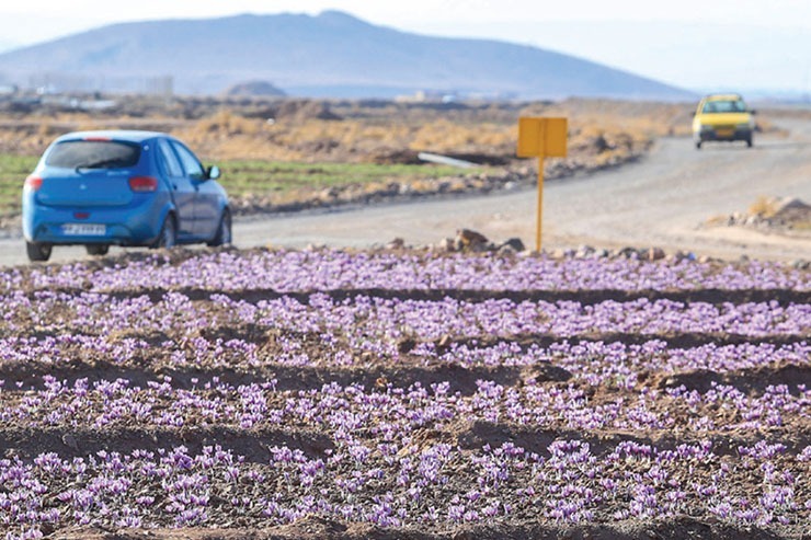 خام فروشی زعفران؛ بلای جان طلای سرخ