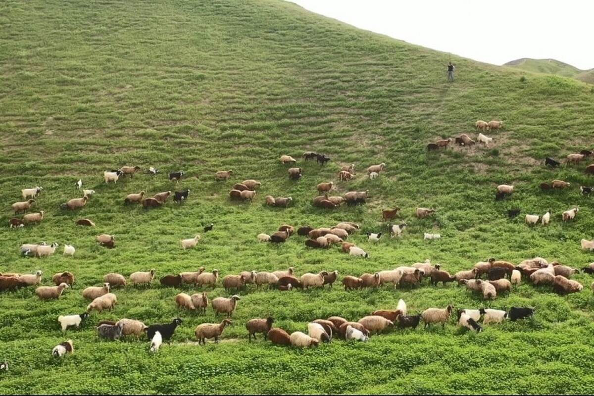 اخذ شناسه‌یکتای کسب‌وکار برای مرتع‌داران و دامداران الزامی شد