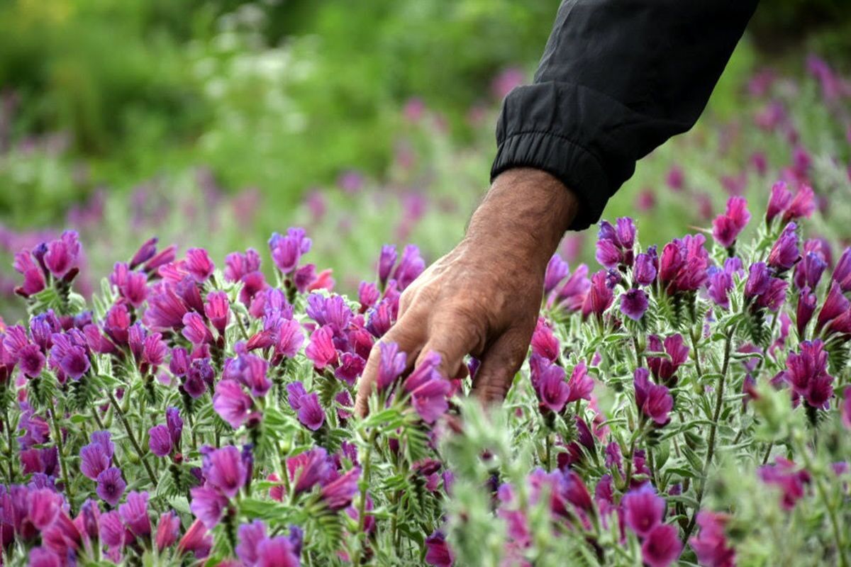 افزایش ۱۷.۵ درصدی کشت گیاهان دارویی در خراسان رضوی نسبت به سال گذشته