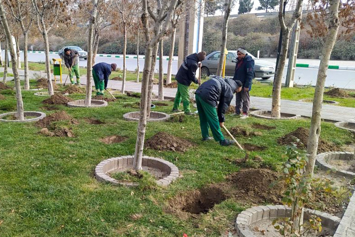 درختان مشهد از دی تا اسفند کوددهی می‌شوند | استفاده از کودهای آلی به جای شیمیایی