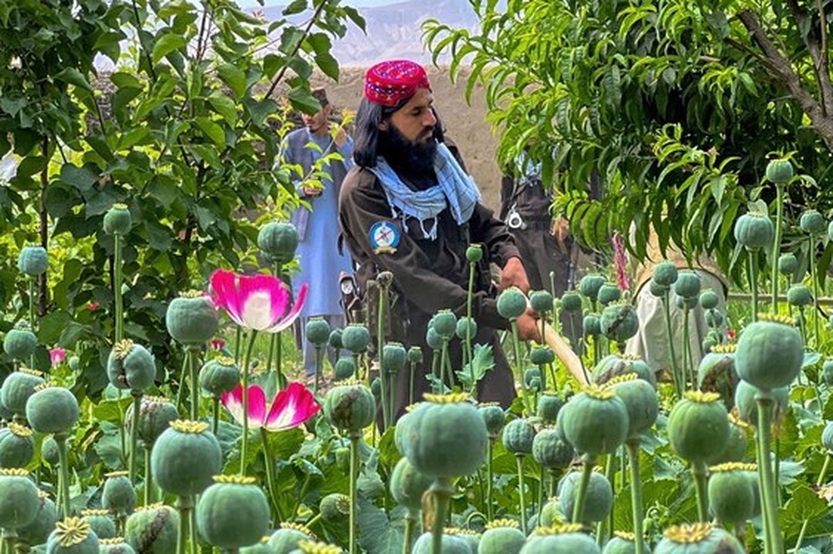 یک روزنامه اسپانیایی: اگر افغانستان خشخاش کشت نکند هزاران نفر در اروپا می‌میرند