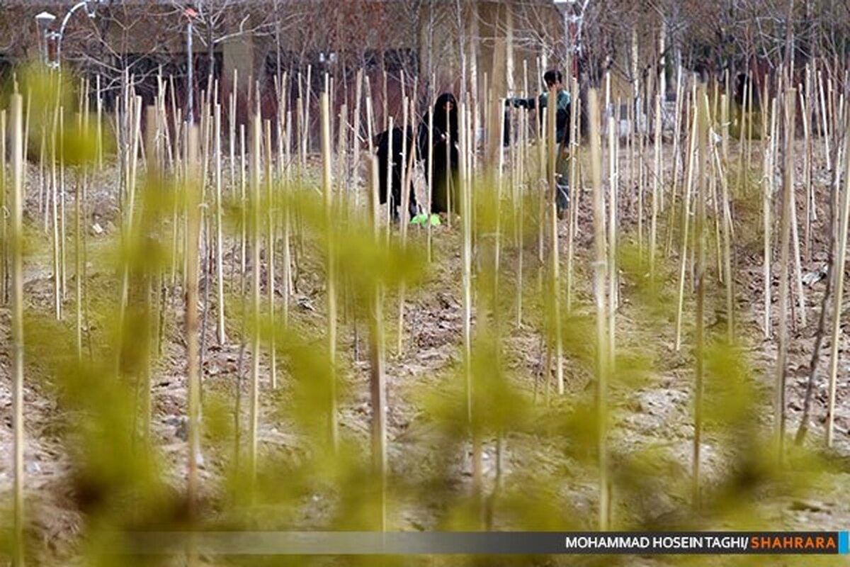 «طرح ملی کاشت یک میلیارد درخت» فقط با مشارکت مردم امکان‌پذیر است