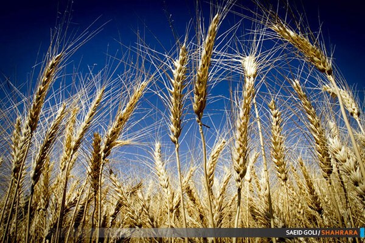 کاهش عرضه جهانی غذا به علت گرمای بی سابقه هوا