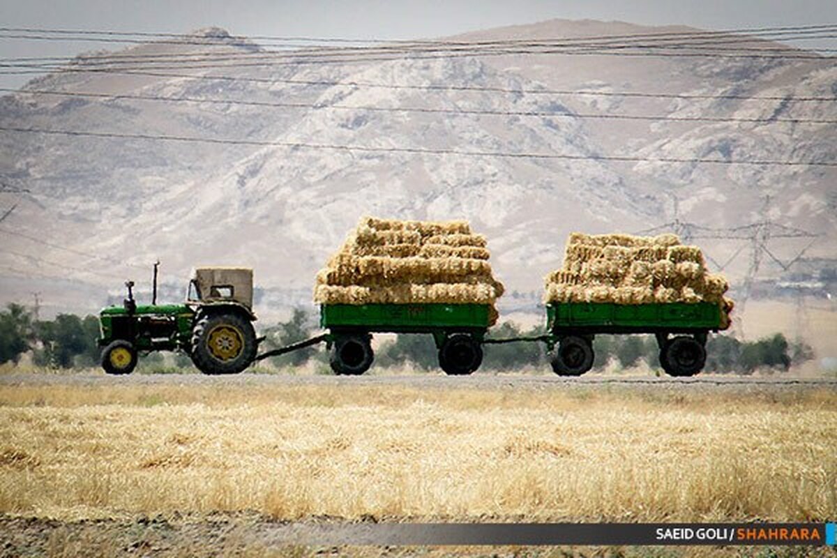 ۴۰ هزار تن گندم توسط شبکه تعاون روستایی خراسان رضوی خریداری شد