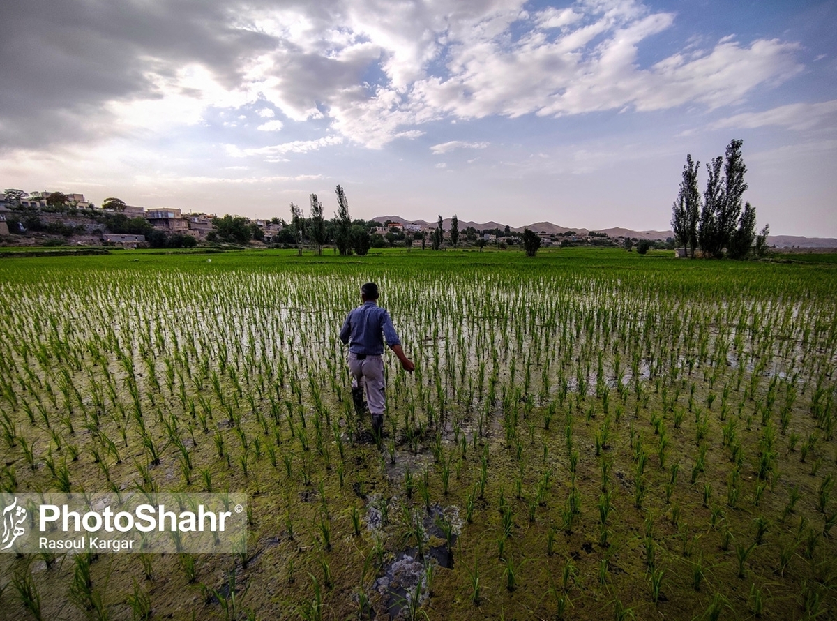 با دستور رئیس‌جمهور یک خط اعتباری برای خرید برنج کشاورزان مازندرانی گشایش یافت