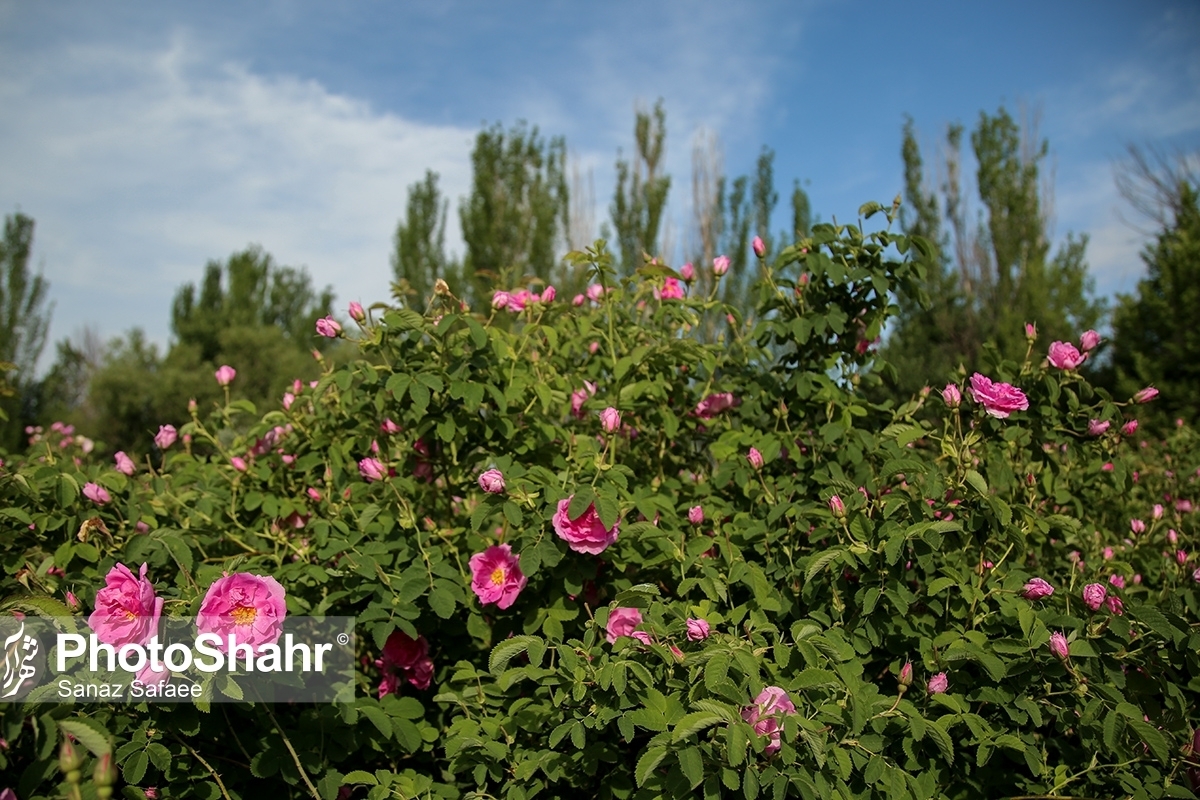 سالانه ۲ میلیون و ۲۵۰ هزار اصله نهال استاندارد در خراسان رضوی تولید می‌شود