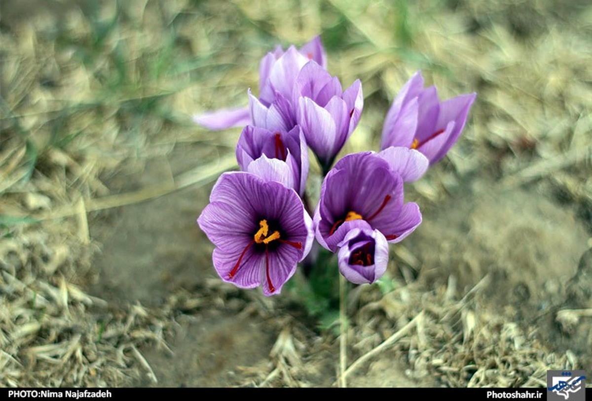 گیاهان دارویی؛ بهترین گزینه برای کشت در خراسان رضوی