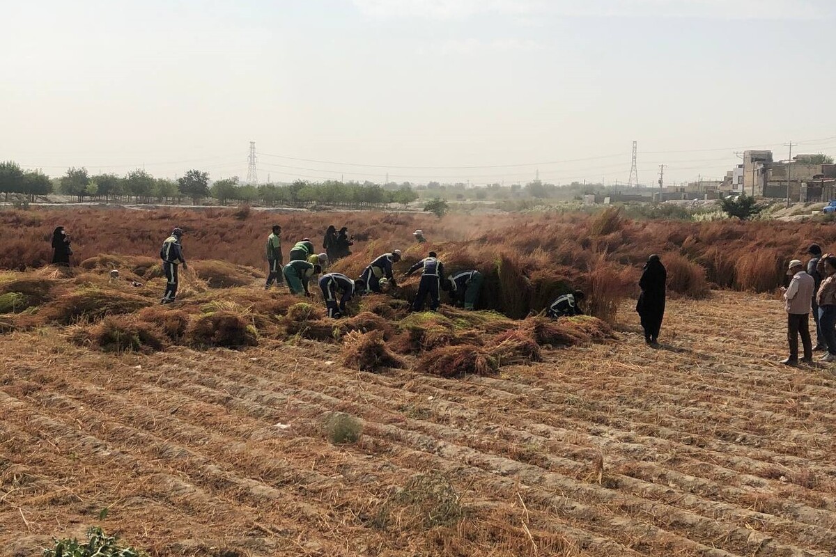 یک میلیارد و ٣٠٠ میلیون تومان صرفه جویی ریالی برای مدیریت شهری مشهد با کاشت جارو