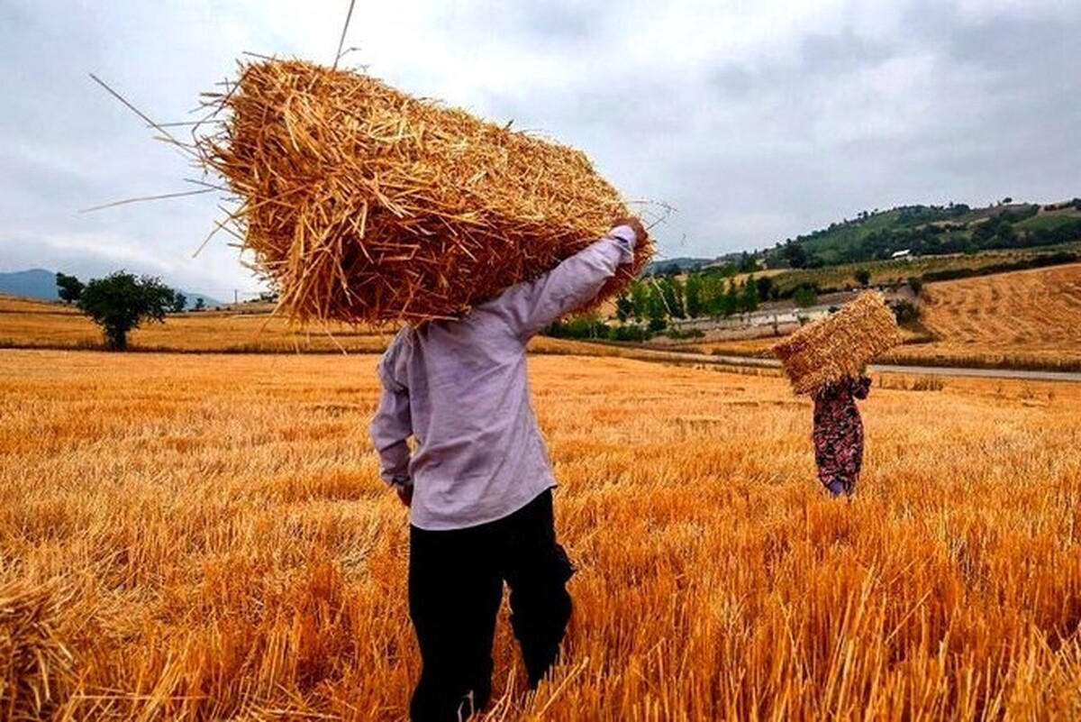 پرداخت کل مطالبات گندم کاران حداکثر تا ۱۰ روز آینده