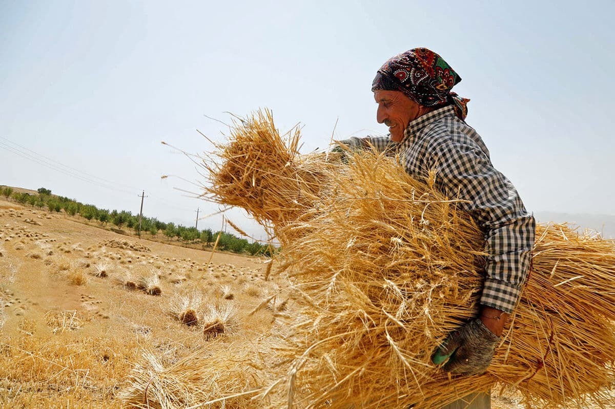 نایب رئیس کمیسیون کشاورزی مجلس: امروز متوسط سن کشاورزان ما بالای ۵۵ سال است + فیلم