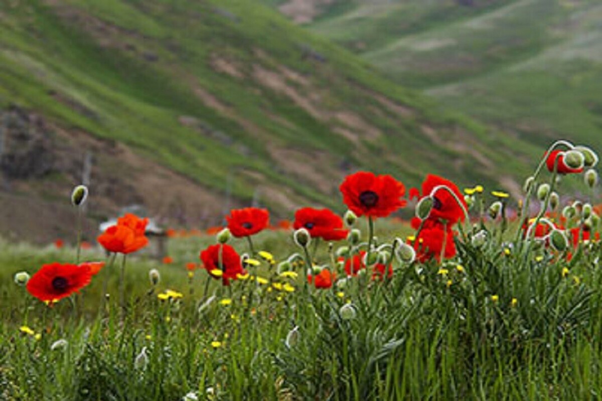 خواص باورنکردنی دم‌کرده گیاه شقایق برای تنظیم فشارخون