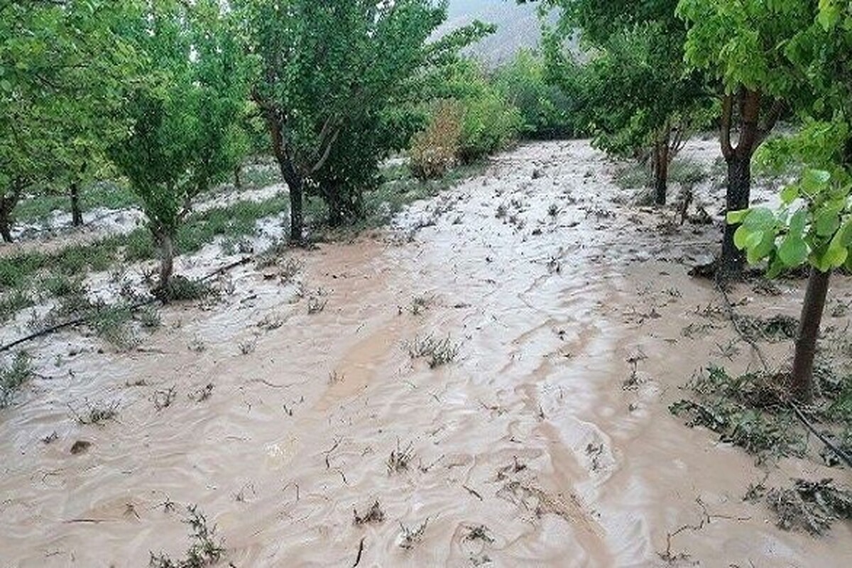 خسارت حدود ۷۰ درصدی سیل به اراضی کشاورزی و باغی بردسکن + ویدئو (۲۱ اردیبهشت ۱۴۰۳)