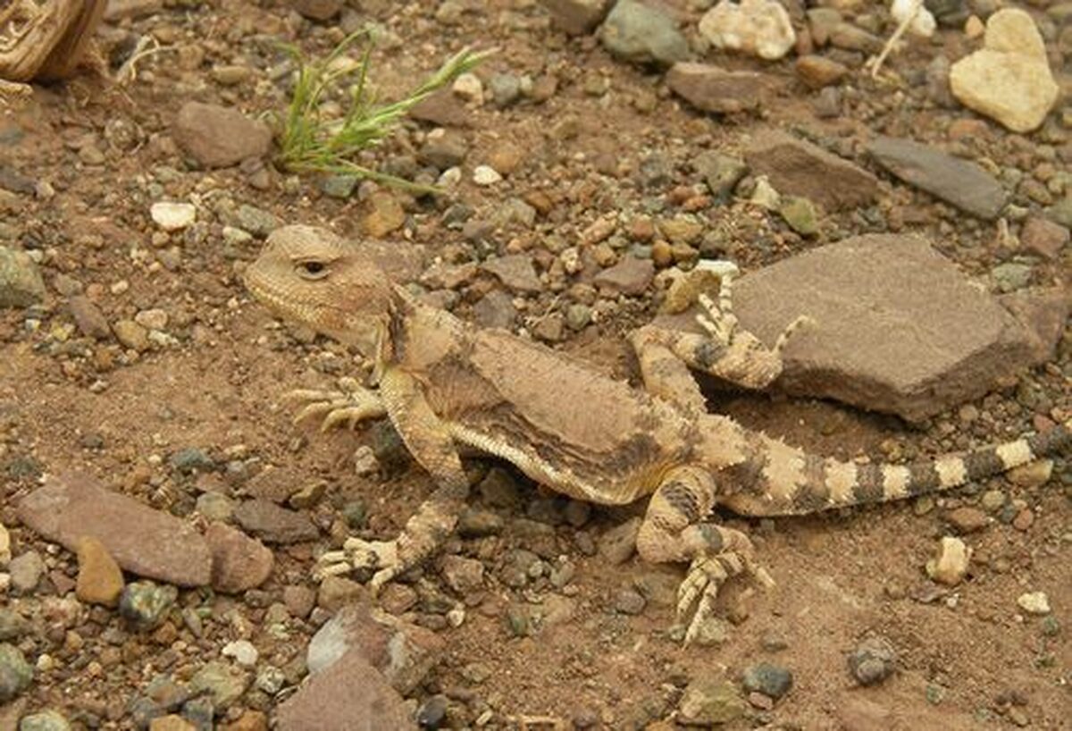 رونمایی از نمونه‌های ۹ گونه از خزندگان ایران