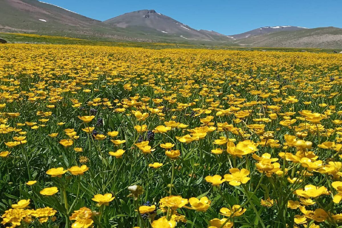 ویدئو| بهار در کوهستان سهند