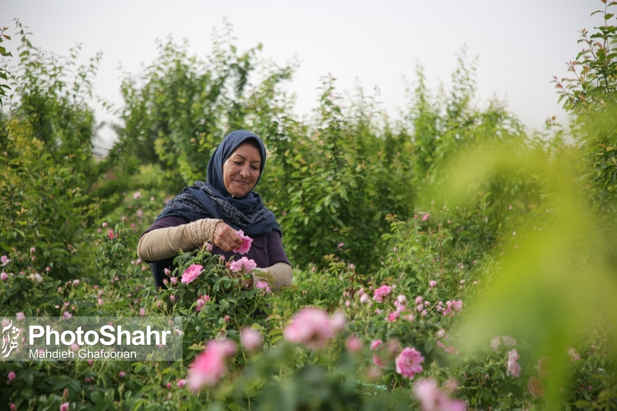 برداشت بیش‌از ۳ هزار تُن گل‌محمدی در خراسان‌رضوی