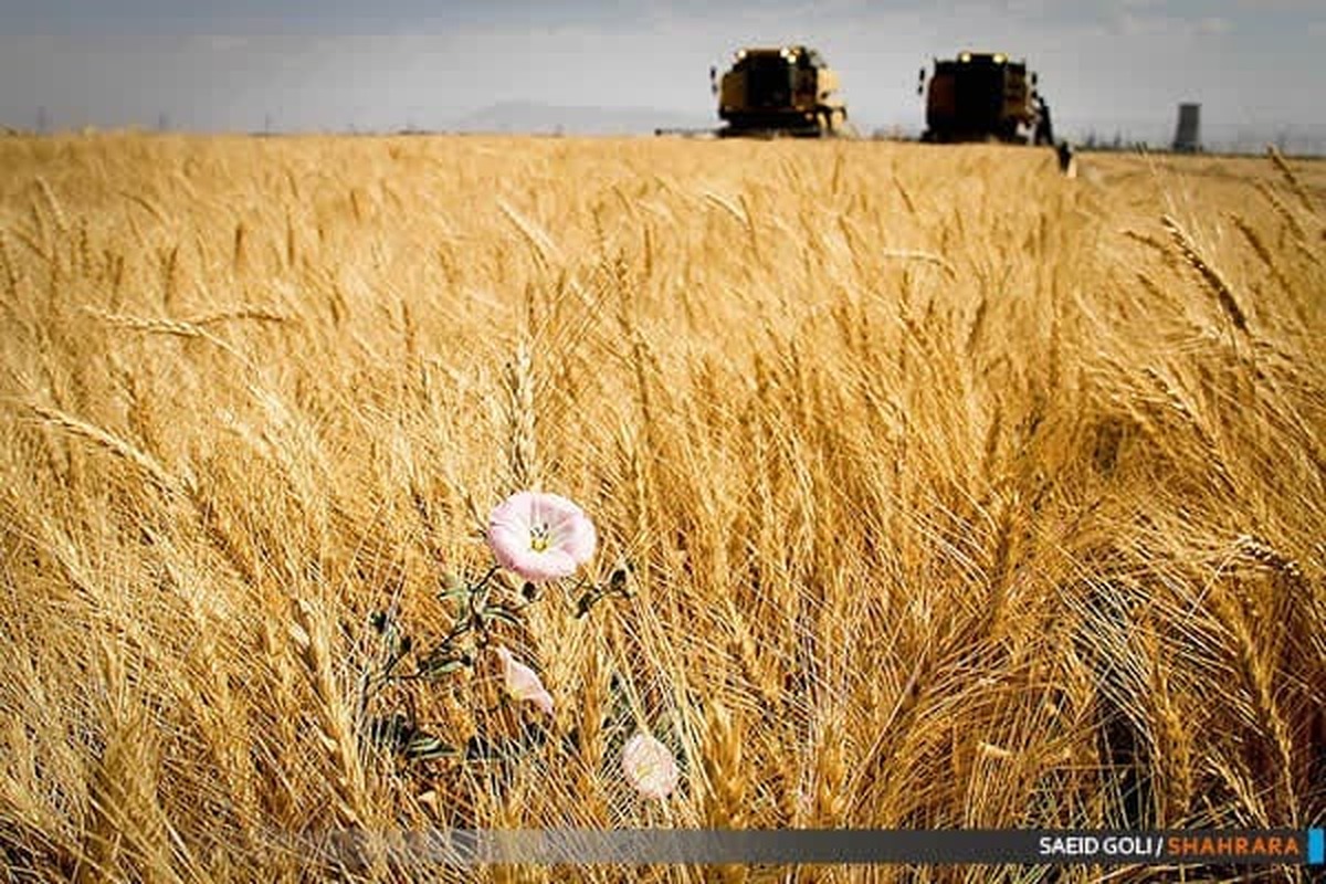 آغاز برداشت گندم از مزارع شهرستان مشهد آغاز شد (۲ تیر ۱۴۰۳)