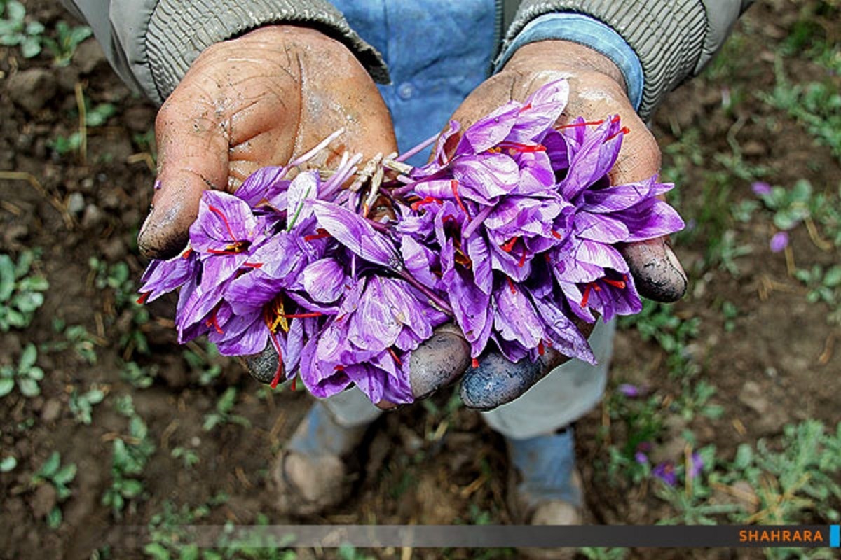 بهبود سلامتی با مصرف زعفران