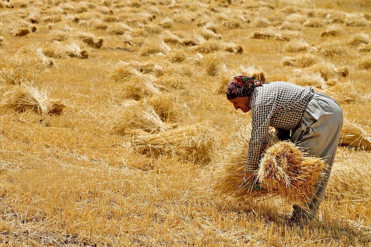 افزایش ۳۸ درصدی خرید تضمینی گندم مازاد بر نیاز کشاورزان در خراسان‌رضوی